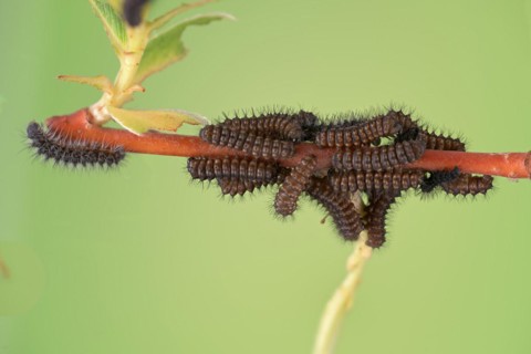 Small emperor moth