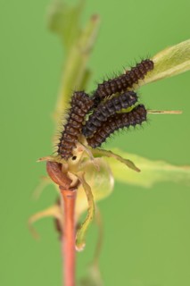 Small emperor moth