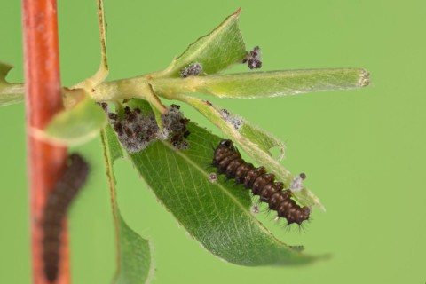 Small emperor moth