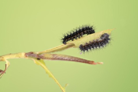 Small emperor moth