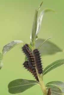 Small emperor moth