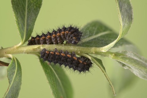 Small emperor moth