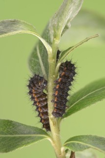 Small emperor moth
