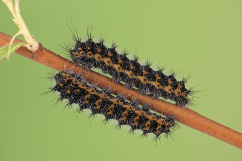 Small emperor moth