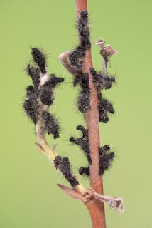 Small emperor moth