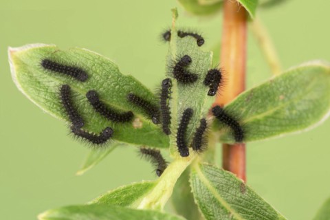 Small emperor moth