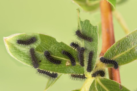 Small emperor moth