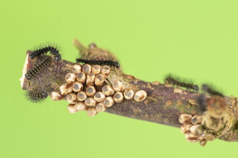 Small emperor moth
