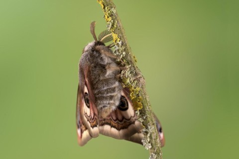 Small emperor moth