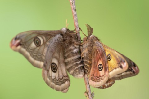 Small emperor moth