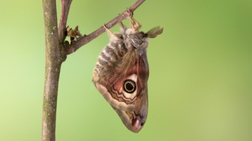 Small emperor moth