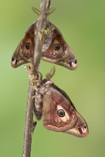 Small emperor moth