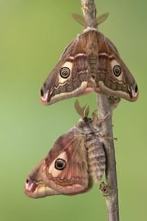 Small emperor moth