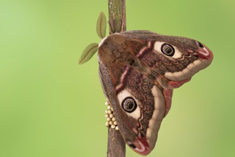 Small emperor moth