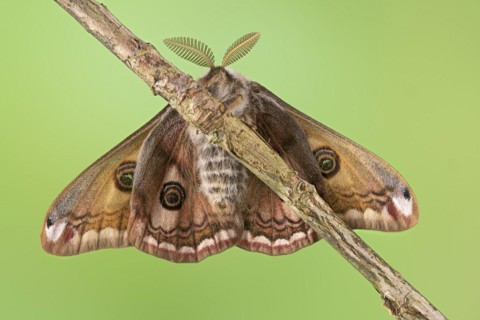 Small emperor moth