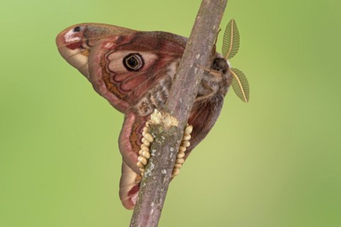 Small emperor moth