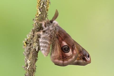Small emperor moth