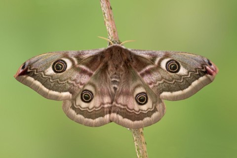 Small emperor moth