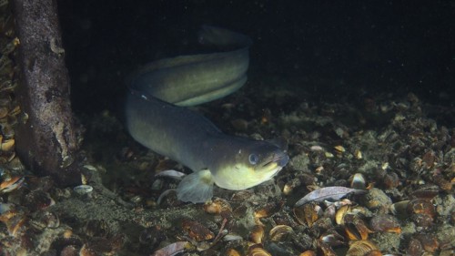 European eel
