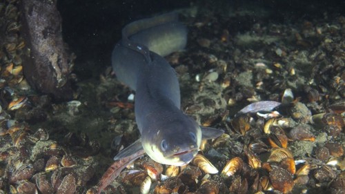 Portrait of European eel