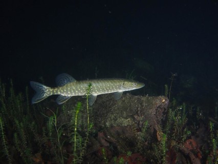 Pike