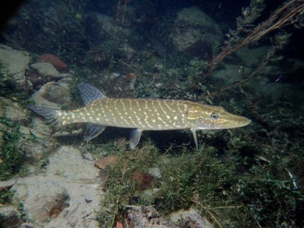 Pike