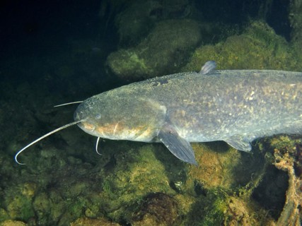 Catfish