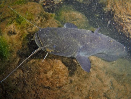 Catfish