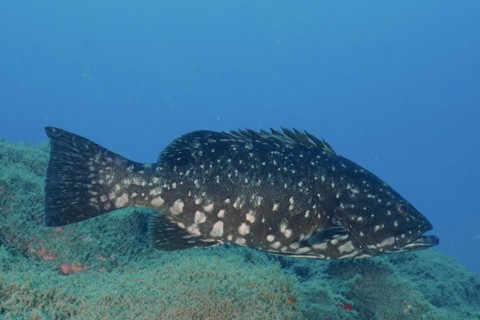 Dusky grouper