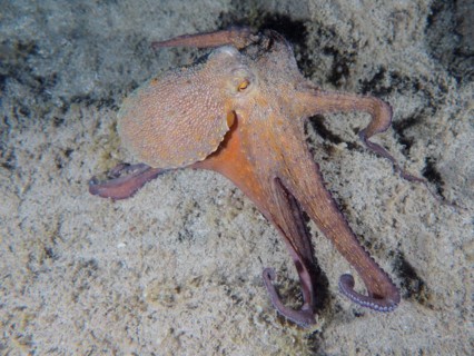 Common Octopus