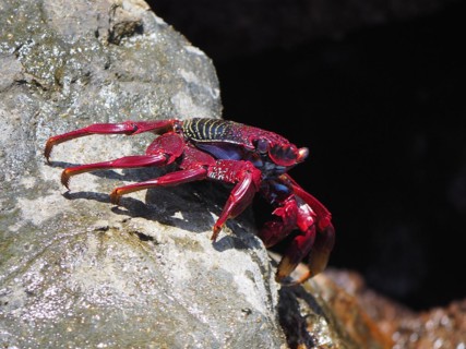 Red rock crab