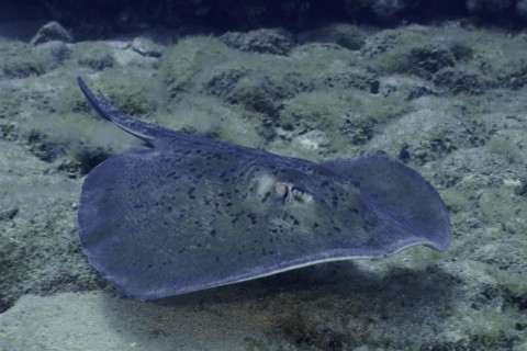 Round stingray