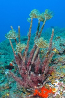 Mediterranean fanworm