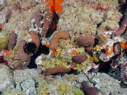 Several specimens of sea cucumber