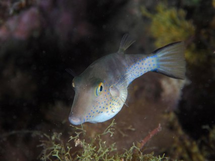 Pointed puffer fish