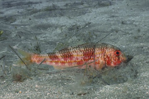 Striped red mullet