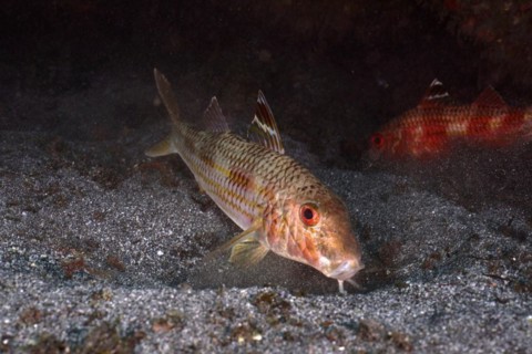 Striped red mullet