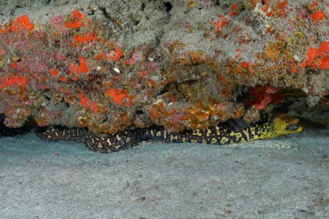 Fangtooth moray