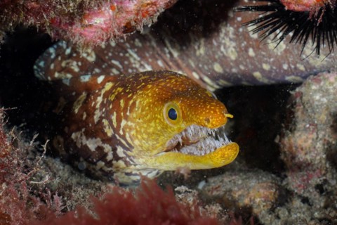 Portrait of fangtooth moray