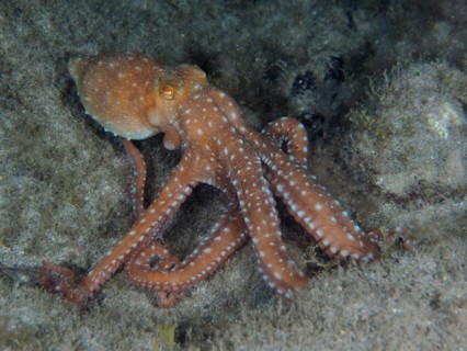 White spotted octopus
