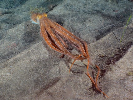 White spotted octopus