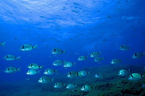 Shoal