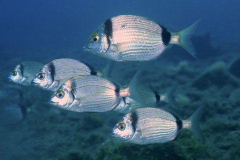 Common two-banded seabream