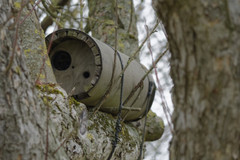 Owl nest box