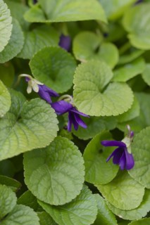Scented violet