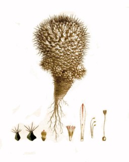 Cacti