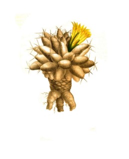 Cactus