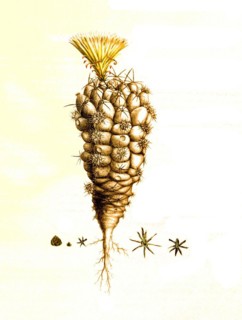 Cacti