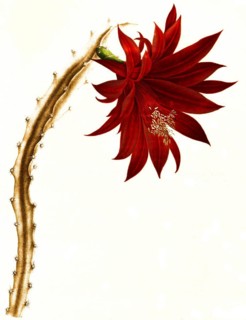 Cactus