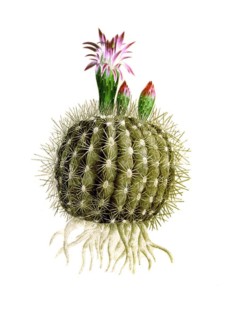 Cacti